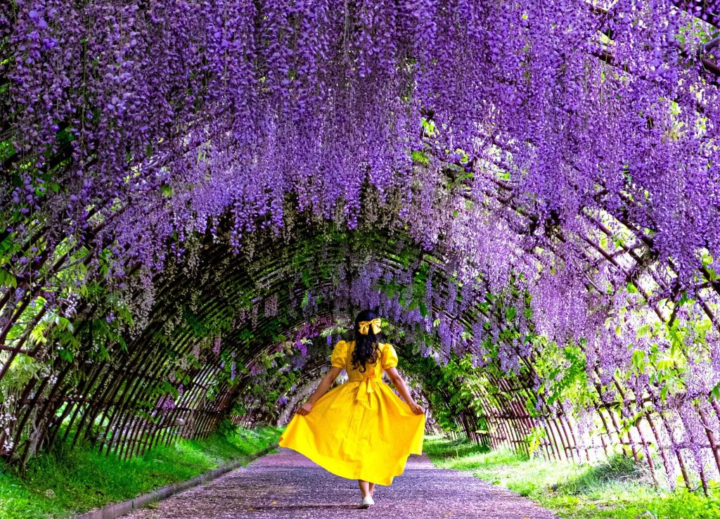 Vườn hoa cẩm tú cầu Kawachi Fuji Gardens (Fukuoka)
