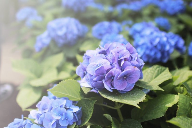 Vườn hoa cẩm tú cầu Michinoku (Iwate)